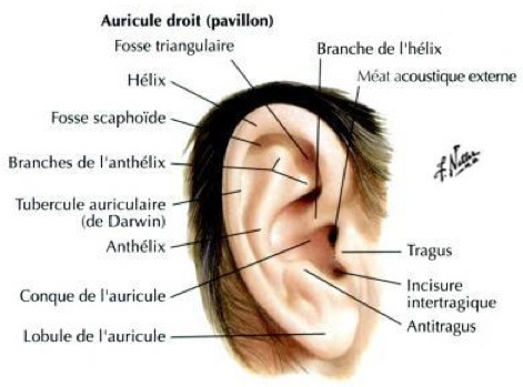Nodule douloureux de l'oreille | Novaderm